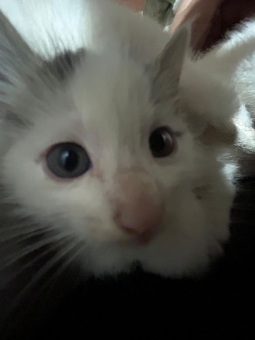 Котята 2 месяца,отдаю в хорошие руки вместе с кошкой