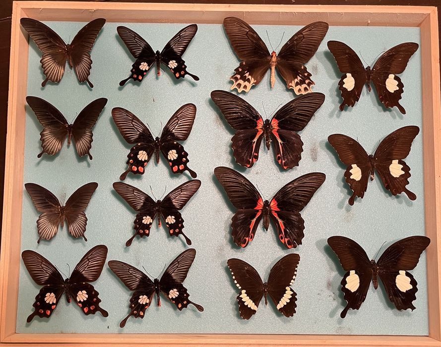 Колекция пеперуди