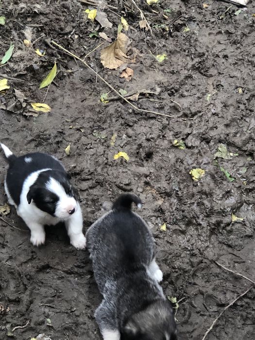 Donez pui metis ciobanesc mioritic