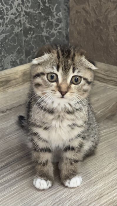 Шотландская вислоухая девочка