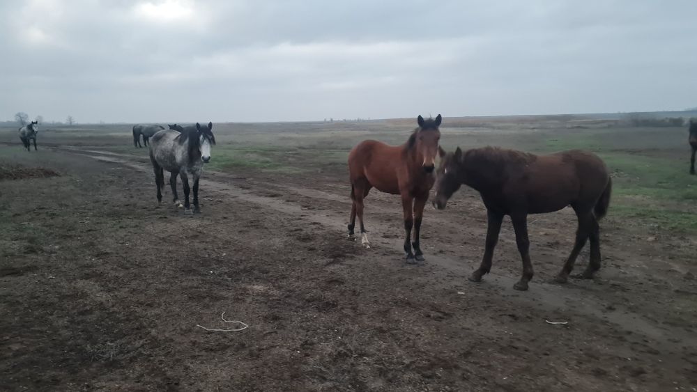 жабағылар - лошади