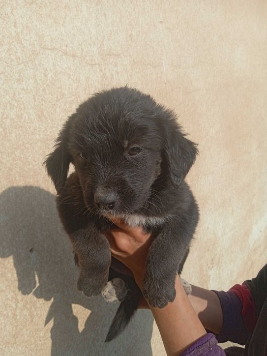 Пристроить собак