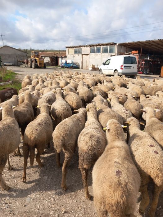 Vand 100 de oi merinoase