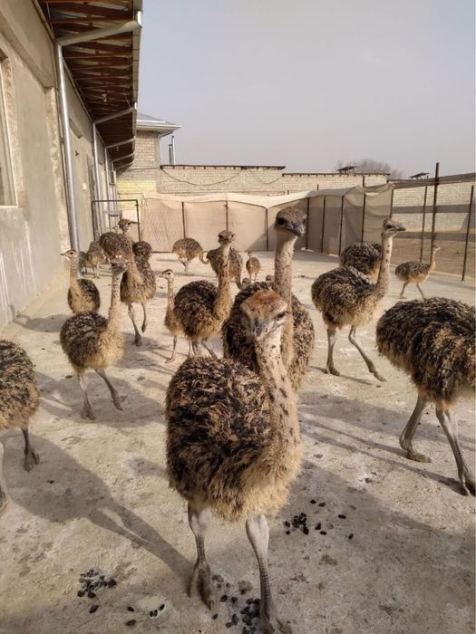 Сраусята страусы 1 месяца страус