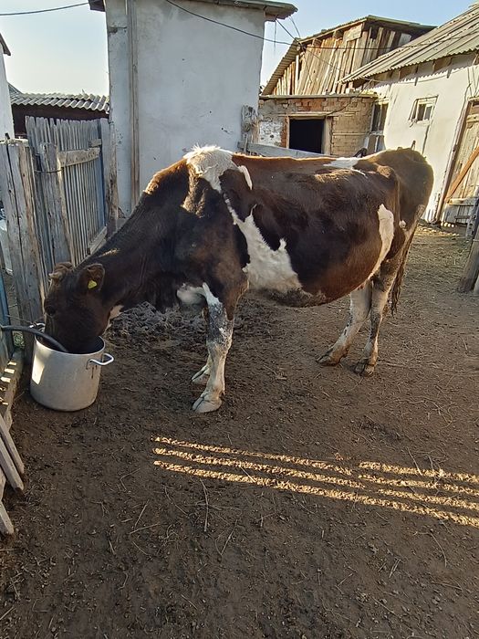 Сиырлар,қойлар сатылады