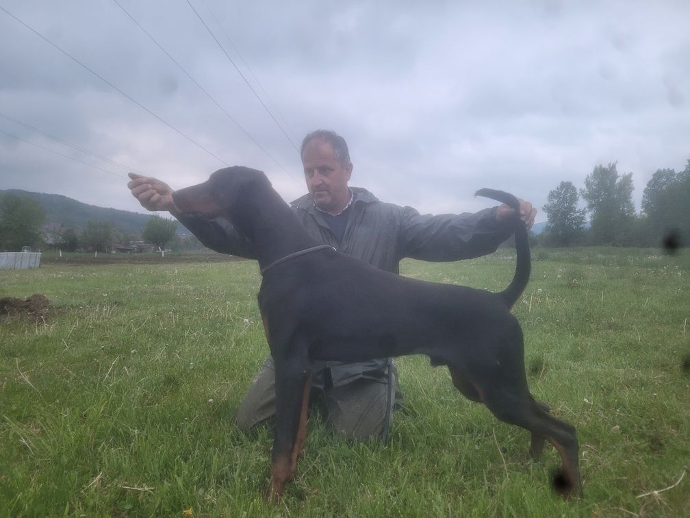 Mascul doberman 6 luni