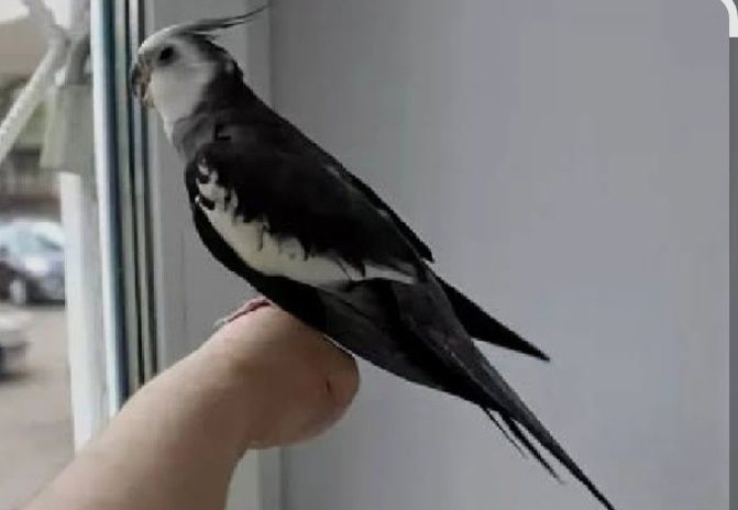 Продам папугаев Пара.