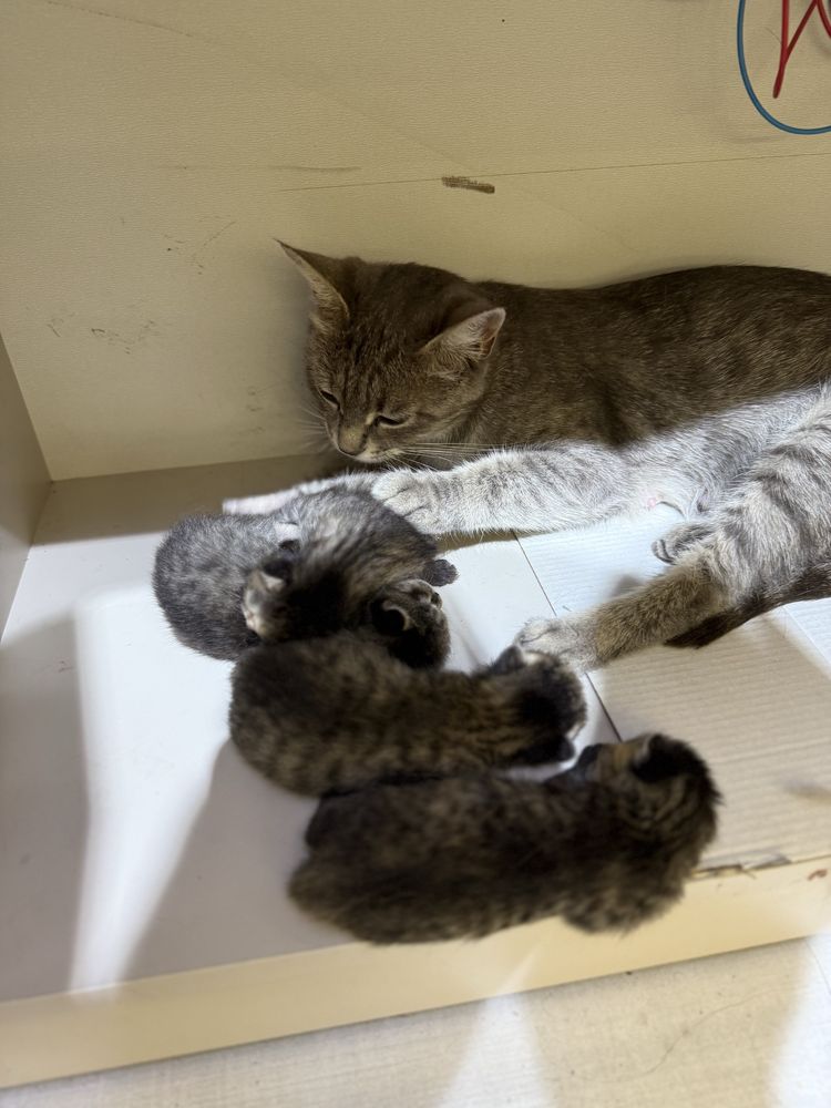 Кошка мама и котяты