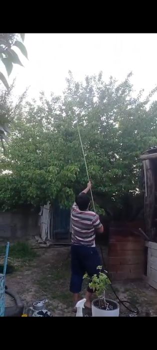 Жеміс ағаштары улаймыз,ең төбесіне де,