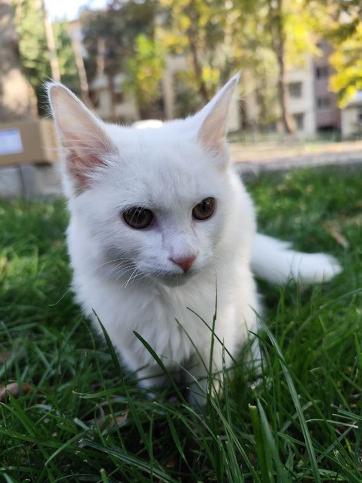 Белоснежный катёнок отдаётся в надёжные руки