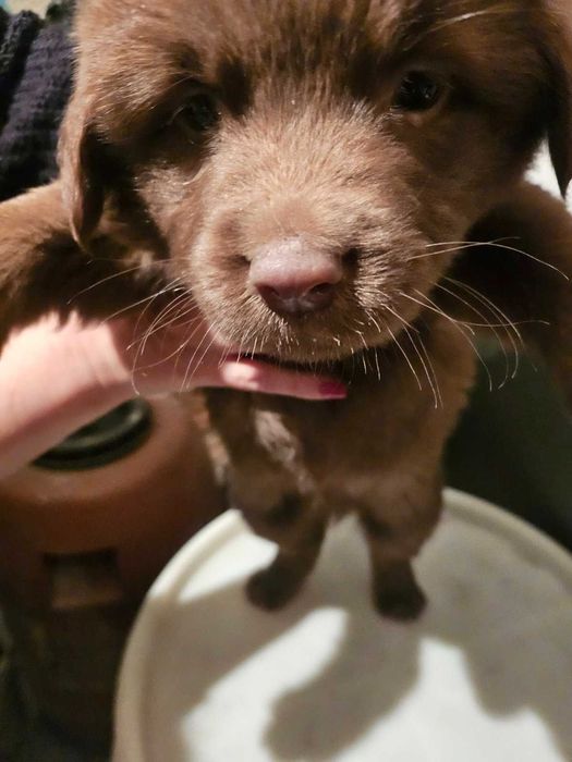 Лабрадорчета куче