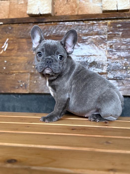 Femela bulldog francez blue