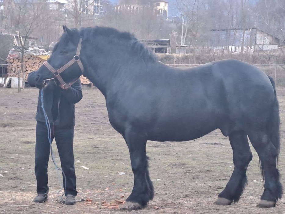 Vând armăsar negru