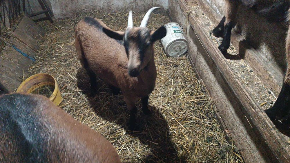 De vânzare capre tinere