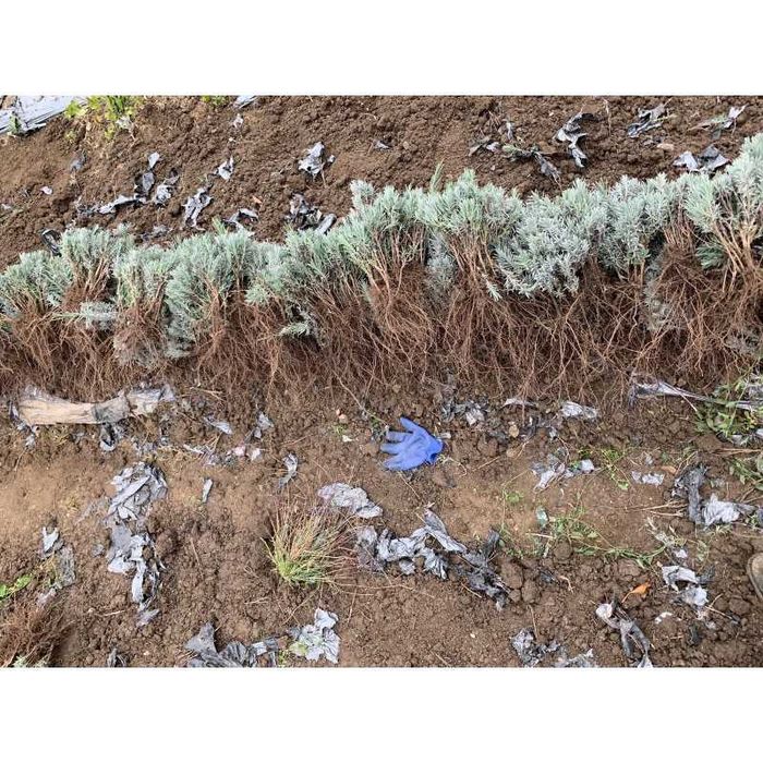 Butasi Lavanda Sevtopolis en gros