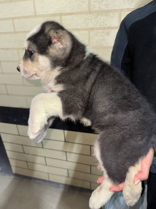 Продаётся щенок алабая