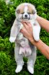 Akita Inu Femela TOP