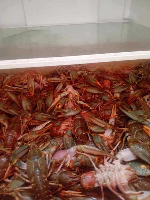 Живые морские раки.