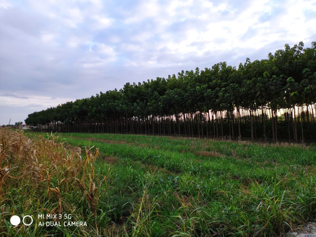 Puieți de paulownia