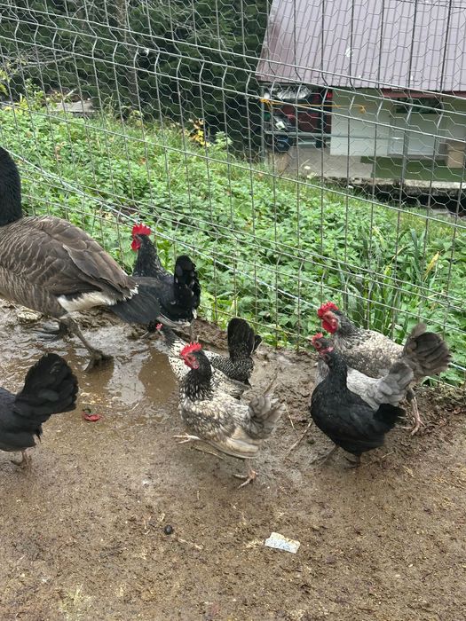 Gaini pitice de vanzare