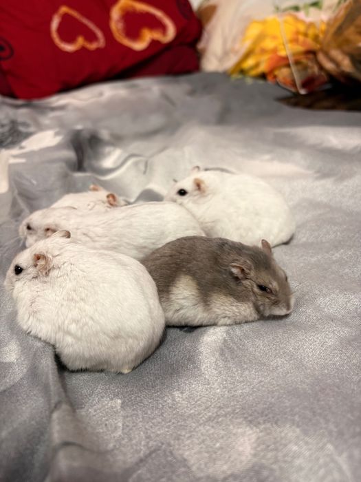 Donez hamsteri adulți, sănătoși și cuminți. Nu se mai înmulțesc