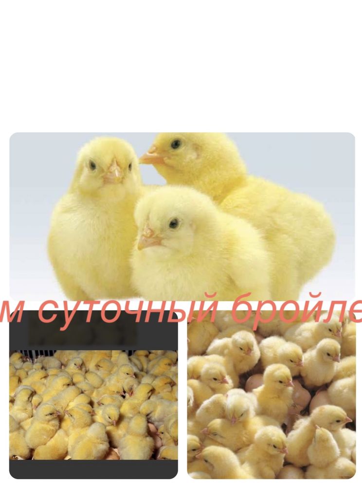 Суточный цыплята бройлера