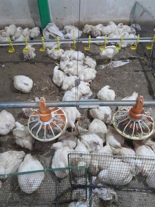 Пилета  бройлери