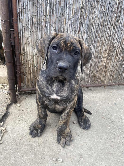 Presa Dogo Canario