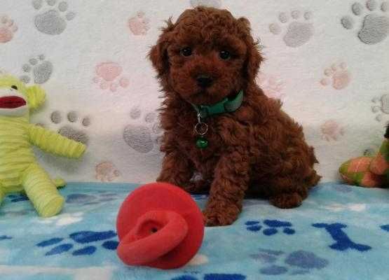 De vanzare Pudel red talie mini deosebit de frumos/transport