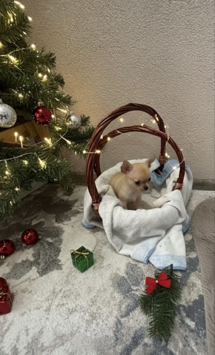 Чихуахуа бебета Момче и Момиче