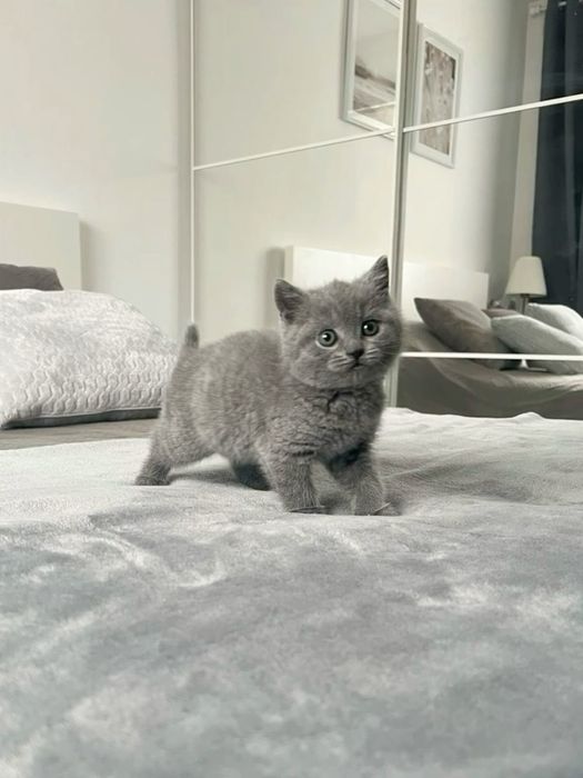 Кошка Британская