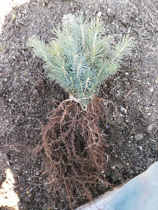 Puieti molid repicat