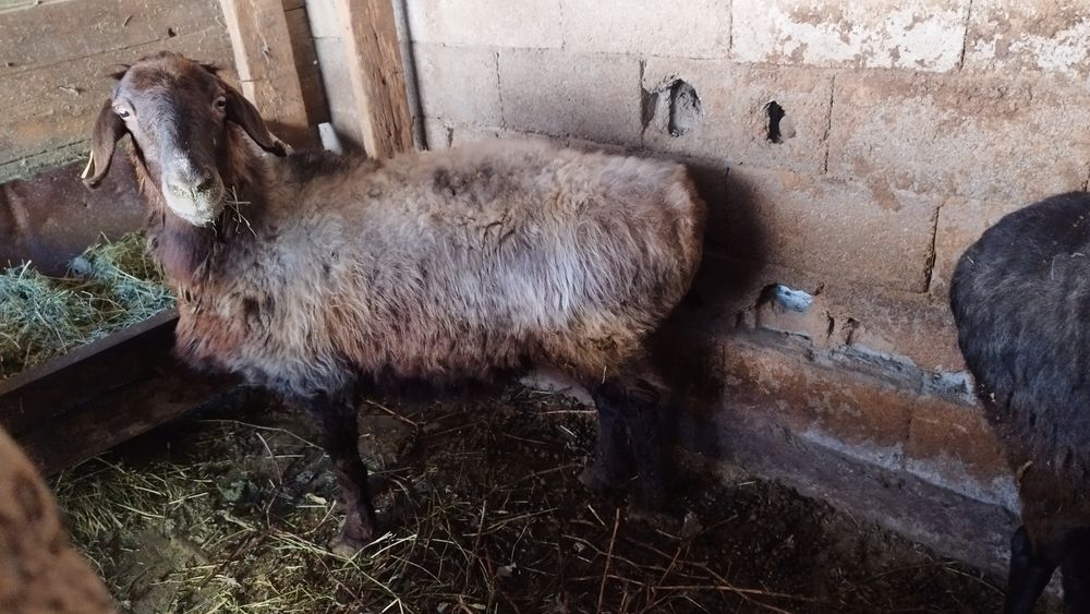 2 семіз саулык сатылады.