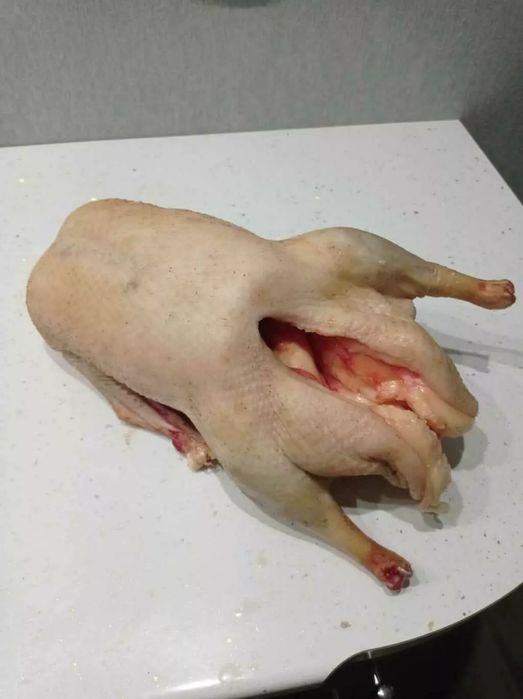 Продам домашних гусей