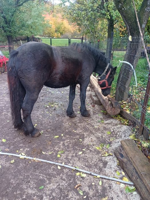 Vând cal castrat de 2 ani jumate