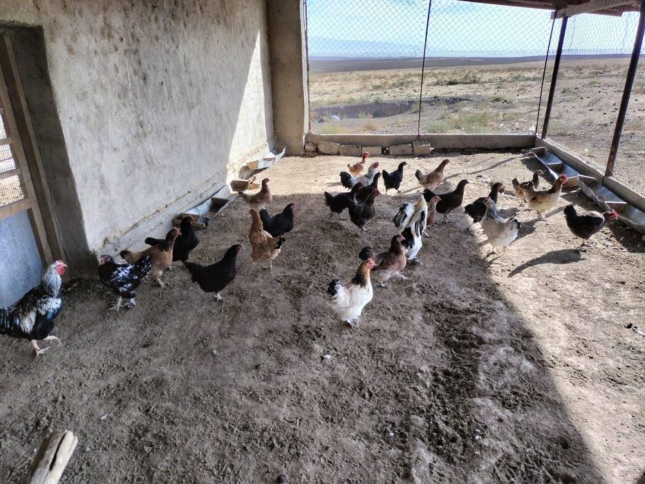 Сатылады тауық қоразыменн