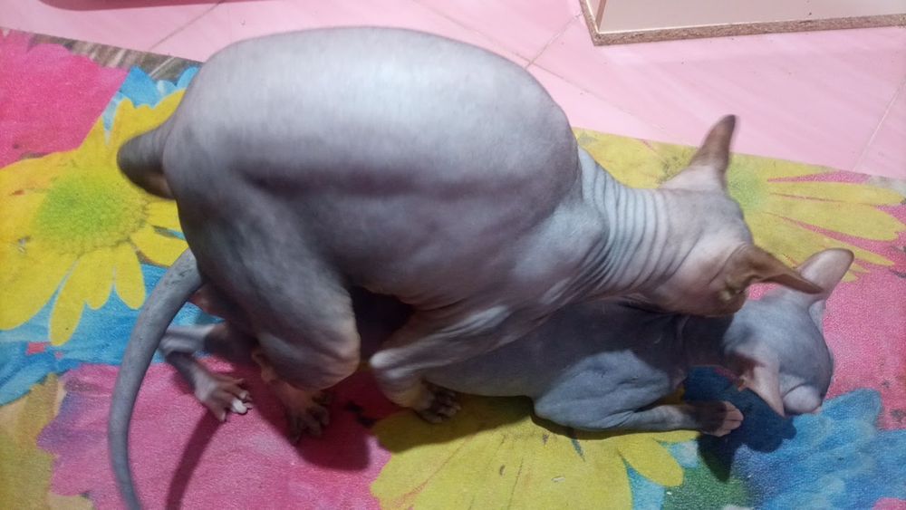 На вязку канадский сфинкс