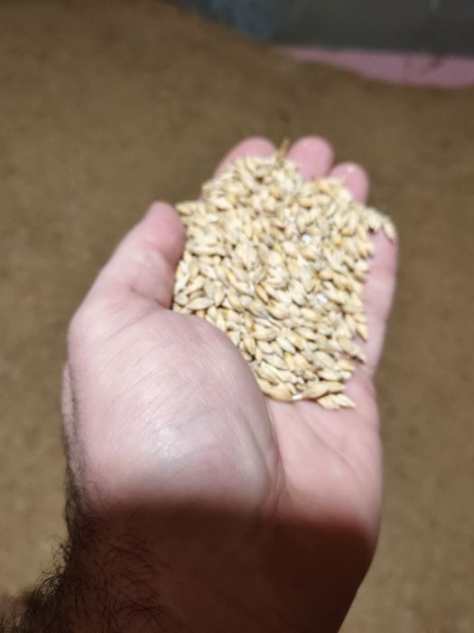 Vand orzoaica de primăvară - se poate folosi și ca sămânță C2