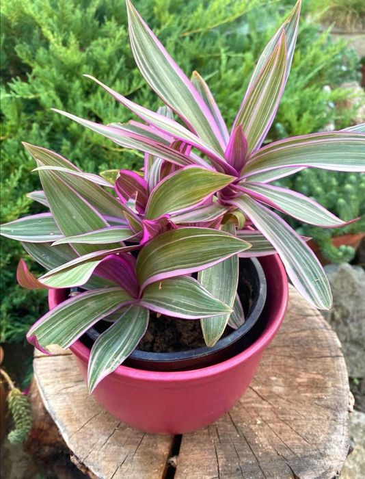 Tradescantia spathacea - plantă de interior