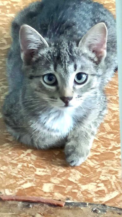 Отдам котёнка добрым хозяевам