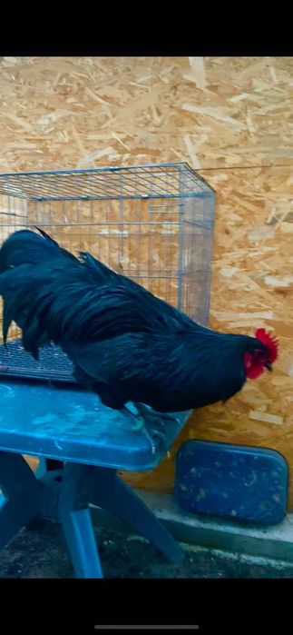 Cocos Australorp