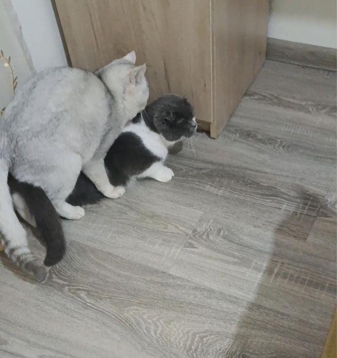 Skotsh Fold toza paroda bolalari bilan sotiladi