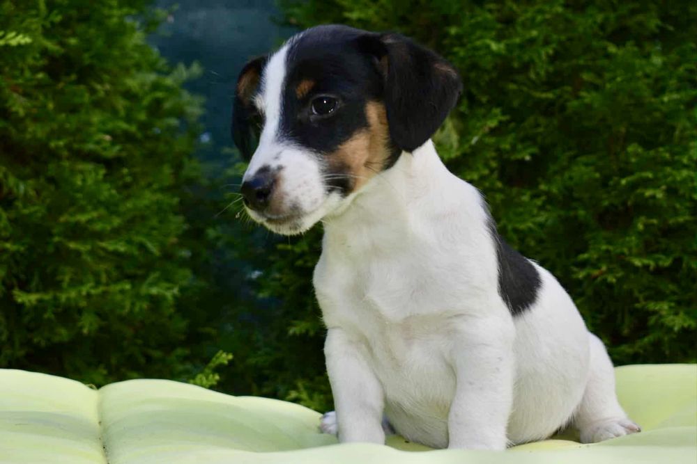 Джак ръсел териер