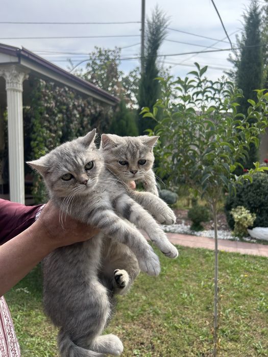 Котята  девочки  обе отдам за 500000 сум