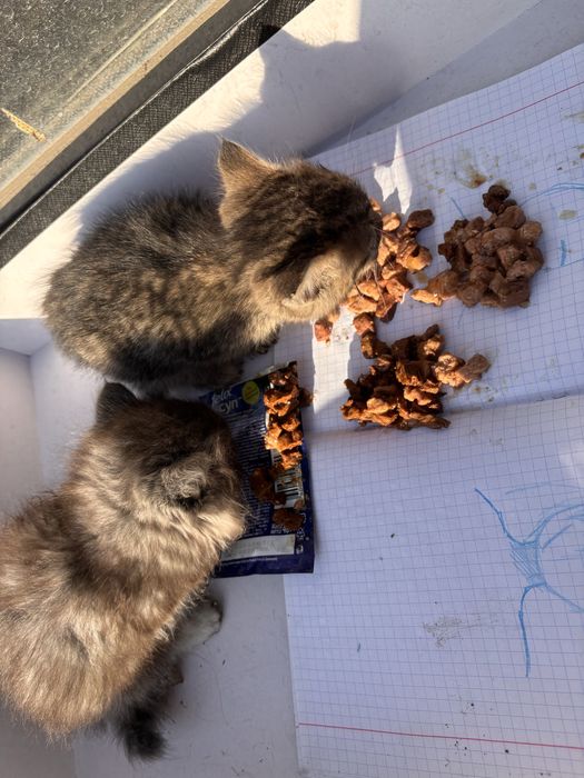 2 котят меньше года