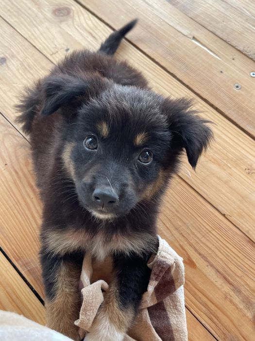 DONEZ pui caine maidanez femela