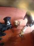 Donez cățelușe Labrador/Retriever