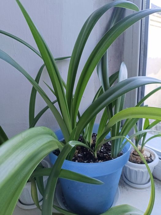 Комнатный цветок