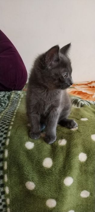 Мушук сиамская..