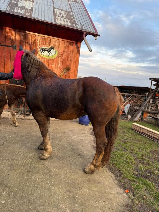 Iapa gestanta de vanzare